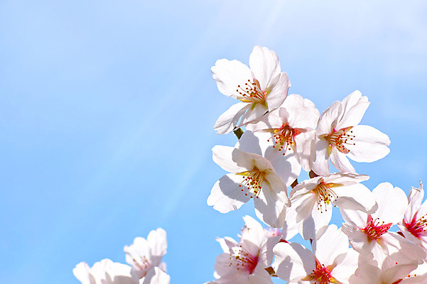 포토 JPG 주간 식물 꽃 여러송이 하늘 근접촬영 사람없음 야외 봄 벚꽃 나뭇가지 국내포토 자연요소 나무 계절 뷰포인트 다수 파일형식