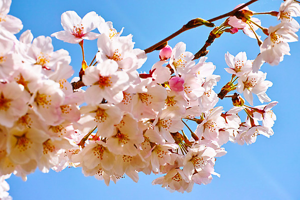 포토 JPG 주간 식물 꽃 여러송이 하늘 근접촬영 사람없음 야외 아웃포커스 봄 벚꽃 나뭇가지 국내포토 자연요소 나무 계절 뷰포인트 다수 촬영기법 파일형식