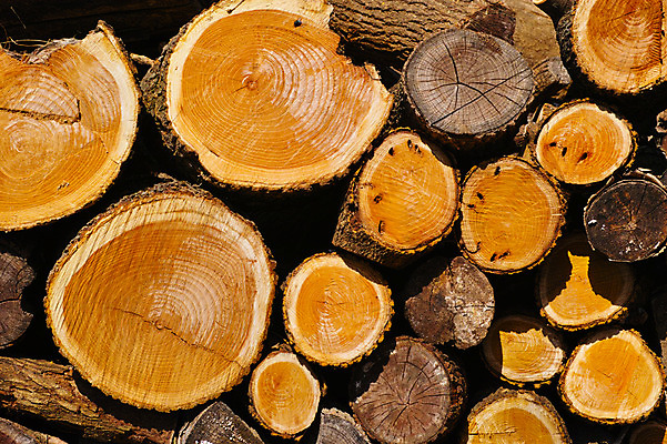 포토 JPG 주간 백그라운드 사람없음 야외 목재 나뭇결 쌓기 장작 통나무 나이테 적재 국내포토 자연요소 나무 재료 모션 파일형식