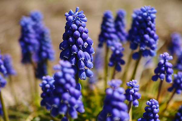 포토 JPG 주간 식물 꽃 여러송이 근접촬영 사람없음 야외 아웃포커스 보라색 히아신스 국내포토 자연요소 뷰포인트 컬러 다수 촬영기법 파일형식
