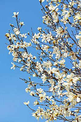 포토 JPG 주간 식물 꽃 여러송이 하늘 사람없음 야외 흰색 나뭇가지 목련 국내포토 자연요소 나무 컬러 다수 파일형식