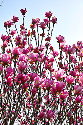 포토 JPG 주간 식물 꽃 여러송이 사람없음 야외 나뭇가지 자목련 국내포토 자연요소 나무 다수 목련 파일형식