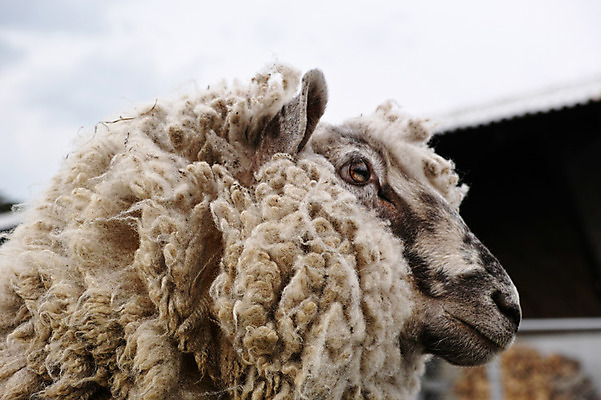 포토 JPG 주간 한마리 사람없음 야외 가축 양 양털 국내포토 자연요소 동물 1 포유류 파일형식