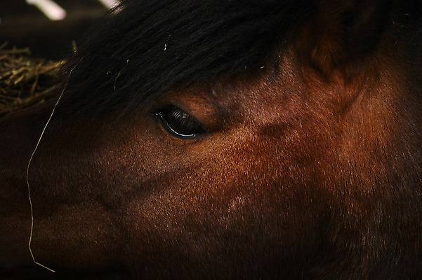 포토 JPG 한마리 근접촬영 사람없음 가축 말_동물 갈기 말갈기 안구 국내포토 동물 1 뷰포인트 포유류 신체부위 말총 파일형식