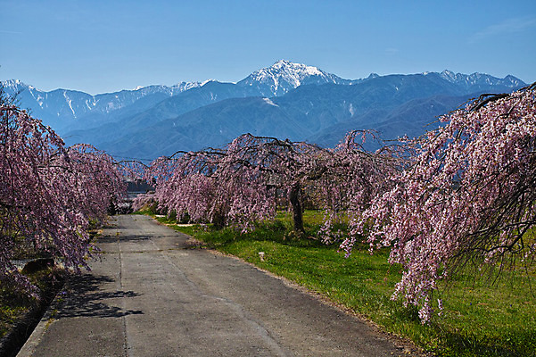 포토 JPG 주간 구름 도로 자연 하늘 산 풍경 사람없음 야외 봄 벚꽃 미나미알프스 국내포토 자연요소 계절 꽃 길 교통시설 일본 생태계 파일형식
