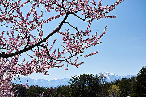포토 JPG 주간 나무 구름 꽃 자연 하늘 산 풍경 사람없음 야외 나뭇가지 미나미알프스 국내포토 자연요소 식물 일본 생태계 파일형식