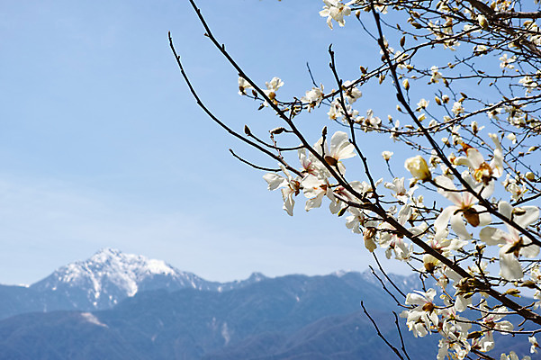 포토 JPG 주간 나무 구름 꽃 자연 하늘 산 풍경 사람없음 야외 나뭇가지 목련 목련나무 미나미알프스 국내포토 자연요소 식물 일본 생태계 파일형식