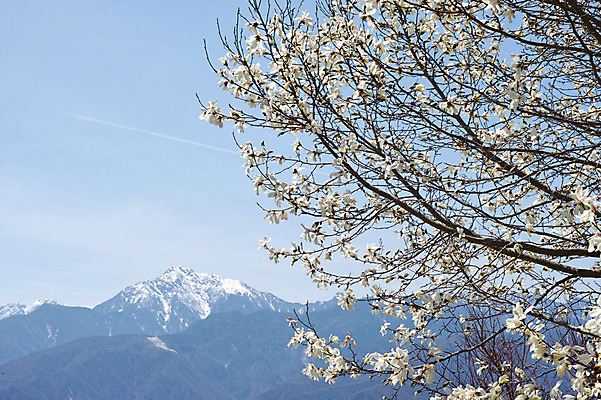포토 JPG 주간 나무 구름 꽃 자연 하늘 산 풍경 사람없음 야외 나뭇가지 목련 목련나무 미나미알프스 국내포토 자연요소 식물 일본 생태계 파일형식