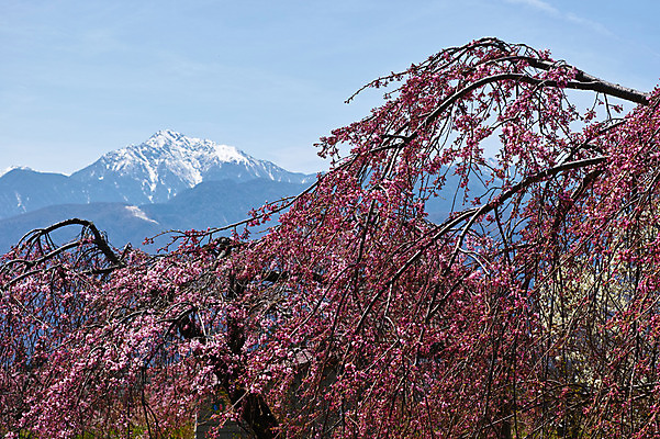 포토 JPG 주간 나무 구름 꽃 자연 하늘 산 풍경 사람없음 야외 벚꽃 나뭇가지 미나미알프스 국내포토 자연요소 식물 일본 생태계 파일형식