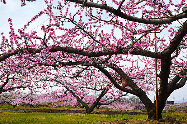 포토 JPG 주간 나무 꽃 자연 풍경 사람없음 야외 나뭇가지 복사꽃 복사나무 국내포토 자연요소 식물 생태계 파일형식