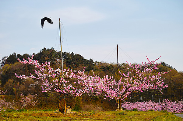 포토 JPG 주간 나무 구름 한마리 꽃 자연 조류 하늘 풍경 사람없음 야외 복사꽃 복사나무 국내포토 자연요소 식물 동물 1 생태계 파일형식
