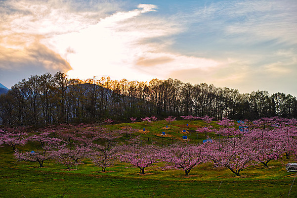 포토 JPG 주간 나무 구름 꽃 자연 하늘 산 풍경 사람없음 야외 노을 복사꽃 복사나무 국내포토 자연요소 식물 생태계 파일형식