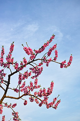 포토 JPG 주간 나무 구름 꽃 자연 하늘 풍경 사람없음 야외 나뭇가지 복사꽃 복사나무 국내포토 자연요소 식물 생태계 파일형식