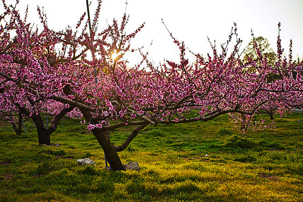 포토 JPG 주간 나무 꽃 자연 풍경 사람없음 야외 햇빛 복사꽃 복사나무 국내포토 자연요소 식물 태양 생태계 파일형식