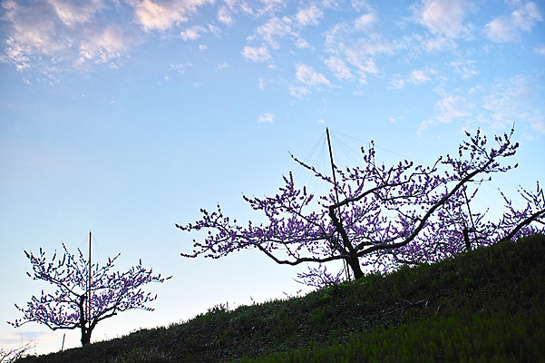 포토 JPG 주간 나무 구름 자연 하늘 풍경 경사 사람없음 야외 복사꽃 복사나무 국내포토 자연요소 식물 꽃 생태계 파일형식