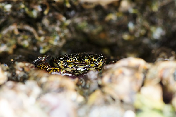 포토 JPG 주간 한마리 바다 자연 근접촬영 사람없음 야외 아웃포커스 게 따개비 국내포토 자연요소 1 뷰포인트 촬영기법 갑각류 생태계 파일형식