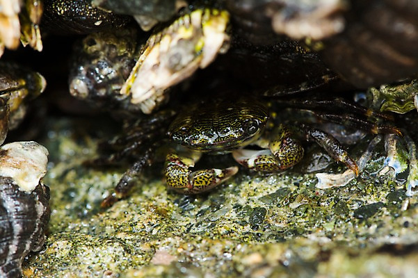 포토 JPG 주간 한마리 바다 자연 근접촬영 사람없음 야외 아웃포커스 게 따개비 국내포토 자연요소 1 뷰포인트 촬영기법 갑각류 생태계 파일형식