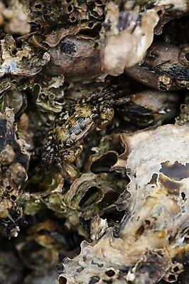 포토 JPG 주간 한마리 바다 자연 근접촬영 사람없음 야외 아웃포커스 게 따개비 국내포토 자연요소 1 뷰포인트 촬영기법 갑각류 생태계 파일형식