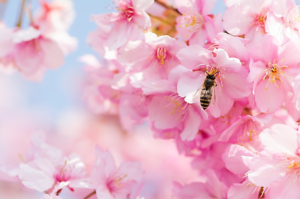 포토 JPG 주간 한마리 꽃 분홍색 여러송이 자연 근접촬영 사람없음 야외 아웃포커스 봄 벚꽃 꽃술_꽃 꿀벌 국내포토 자연요소 식물 1 계절 뷰포인트 컬러 다수 촬영기법 벌_곤충 생태계 파일형식