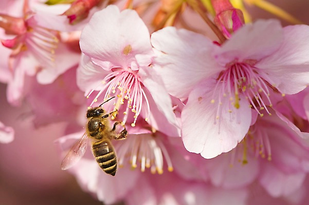 포토 JPG 주간 한마리 꽃 분홍색 여러송이 자연 근접촬영 사람없음 야외 아웃포커스 봄 벚꽃 꽃술_꽃 꿀벌 국내포토 자연요소 식물 1 계절 뷰포인트 컬러 다수 촬영기법 벌_곤충 생태계 파일형식