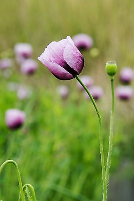포토 JPG 주간 식물 꽃 여러송이 사람없음 야외 아웃포커스 보라색 국내포토 자연요소 컬러 다수 촬영기법 파일형식