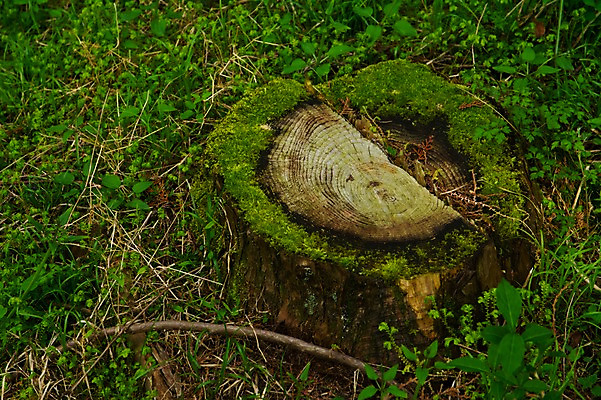 포토 JPG 주간 백그라운드 자연 사람없음 야외 풀 잡초 숲 나무밑둥 국내포토 자연요소 나무 식물 생태계 파일형식