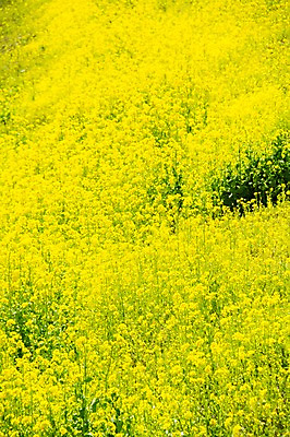 포토 JPG 주간 식물 꽃 여러송이 백그라운드 꽃밭 사람없음 야외 노란색 유채 국내포토 자연요소 컬러 다수 파일형식