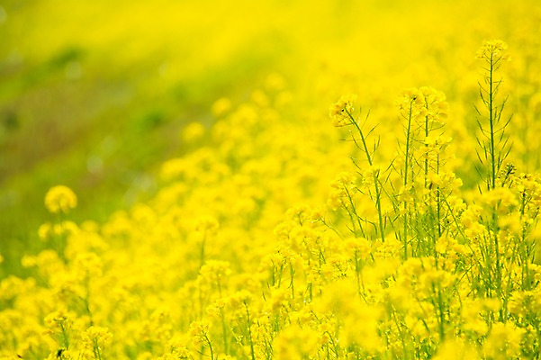 포토 JPG 주간 식물 꽃 여러송이 백그라운드 꽃밭 사람없음 야외 아웃포커스 노란색 유채 국내포토 자연요소 컬러 다수 촬영기법 파일형식