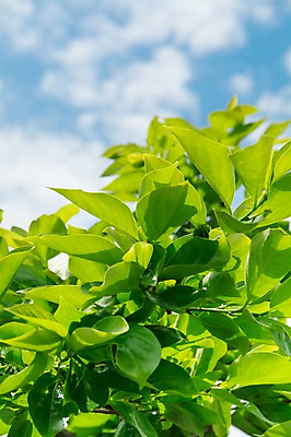 포토 JPG 주간 식물 구름 자연 하늘 나뭇잎 사람없음 야외 아웃포커스 국내포토 자연요소 잎 촬영기법 생태계 파일형식