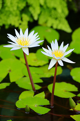 포토 JPG 주간 식물 꽃 자연 사람없음 야외 아웃포커스 흰색 연못 두송이 연잎 국내포토 자연요소 컬러 잎 2 촬영기법 생태계 파일형식