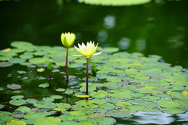 포토 JPG 주간 식물 꽃 자연 사람없음 야외 아웃포커스 노란색 연못 두송이 연잎 국내포토 자연요소 컬러 잎 2 촬영기법 생태계 파일형식