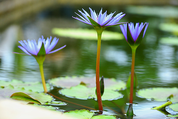 포토 JPG 주간 식물 꽃 자연 사람없음 야외 아웃포커스 보라색 연못 연잎 세송이 국내포토 자연요소 컬러 잎 촬영기법 3 생태계 파일형식