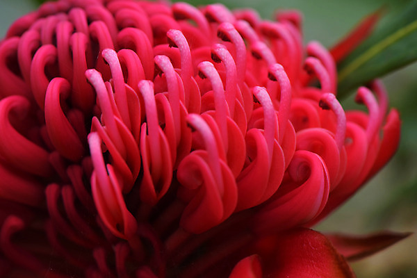 포토 JPG 주간 식물 꽃 근접촬영 사람없음 야외 아웃포커스 빨간색 꽃술_꽃 국내포토 자연요소 뷰포인트 컬러 촬영기법 파일형식