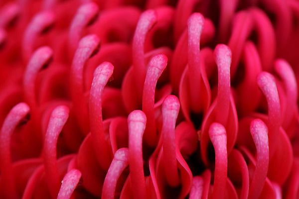 포토 자연요소 식물 꽃 뷰포인트 컬러 촬영기법 파일형식 백그라운드 JPG 사람없음 주간 야외 꽃술_꽃 빨간색 아웃포커스 근접촬영 국내포토
