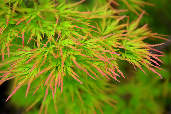 포토 JPG 주간 백그라운드 단풍 자연 나뭇잎 근접촬영 사람없음 야외 아웃포커스 초록색 국내포토 자연요소 뷰포인트 컬러 잎 촬영기법 생태계 파일형식