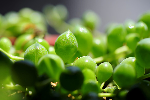포토 JPG 식물 백그라운드 자연 근접촬영 사람없음 아웃포커스 초록색 국내포토 뷰포인트 컬러 촬영기법 생태계 파일형식