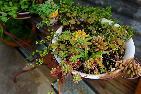 포토 JPG 주간 식물 화분 자연 사람없음 야외 아웃포커스 다육식물 국내포토 자연요소 촬영기법 생태계 파일형식