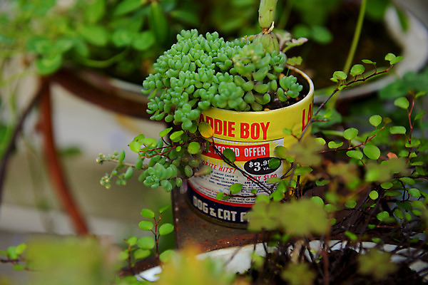 포토 JPG 식물 화분 백그라운드 근접촬영 사람없음 아웃포커스 캔 다육식물 국내포토 뷰포인트 촬영기법 파일형식