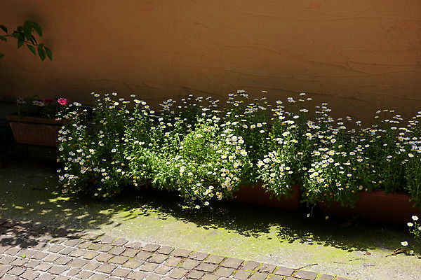 포토 JPG 주간 식물 꽃 화분 벽 그림자 사람없음 야외 화단 국내포토 자연요소 파일형식