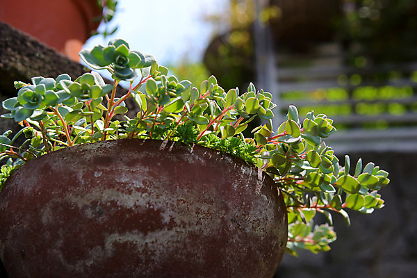포토 JPG 주간 식물 화분 자연 근접촬영 사람없음 야외 아웃포커스 다육식물 국내포토 자연요소 뷰포인트 촬영기법 생태계 파일형식