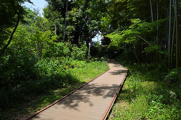 포토 JPG 주간 나무 자연 그림자 풍경 사람없음 야외 산책로 숲 국내포토 자연요소 식물 길 생태계 파일형식