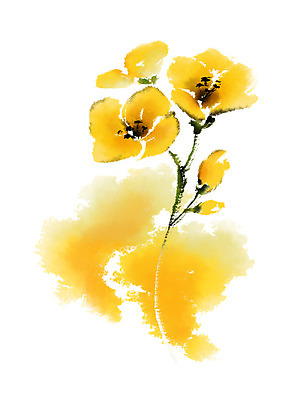 PSD 일러스트 캘리그라피 사람없음 노란색 유채 국내일러스트 꽃 컬러 파일형식