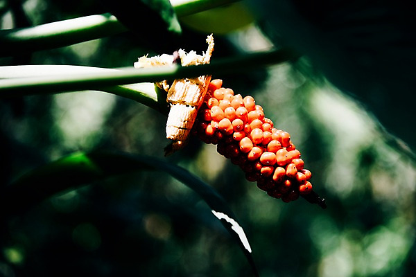 포토 JPG 주간 식물 해외풍경 열매 근접촬영 사람없음 야외 대만 국내포토 자연요소 해외 아시아 뷰포인트 풍경 파일형식