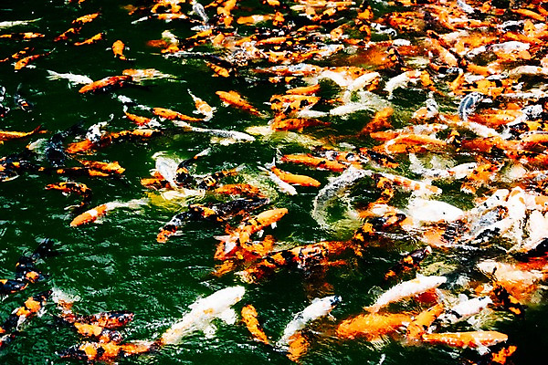 포토 JPG 주간 해외풍경 호수 여러마리 사람없음 야외 대만 잉어 르웨탄 국내포토 자연요소 해외 아시아 다수 어류 풍경 파일형식