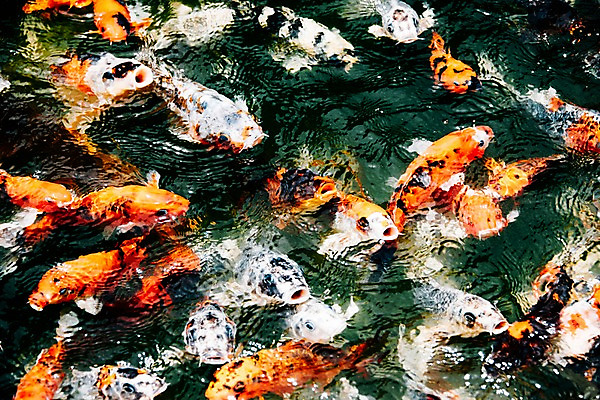 포토 JPG 주간 해외풍경 호수 여러마리 사람없음 야외 대만 잉어 르웨탄 국내포토 자연요소 해외 아시아 다수 어류 풍경 파일형식