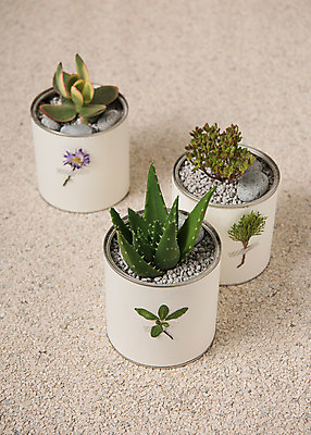 포토 JPG 스튜디오촬영 식물 화분 실내 사람없음 자연보호 환경 그린캠페인 재활용 캔 에코 다육식물 업사이클링 국내포토 캠페인 자연 내부 보호 친환경 파일형식