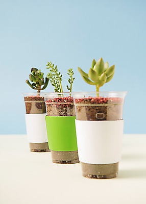 포토 JPG 스튜디오촬영 화분 실내 사람없음 자연보호 환경 그린캠페인 재활용 플라스틱 에코 다육식물 업사이클링 국내포토 식물 캠페인 자연 재질 내부 보호 친환경 파일형식