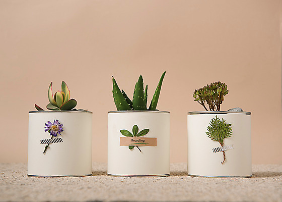 포토 JPG 스튜디오촬영 식물 화분 실내 사람없음 자연보호 환경 그린캠페인 재활용 캔 에코 다육식물 업사이클링 국내포토 캠페인 자연 내부 보호 친환경 파일형식