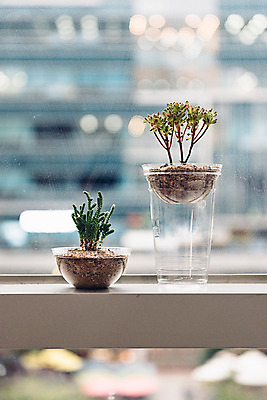 포토 JPG 화분 실내 사람없음 자연보호 환경 그린캠페인 재활용 플라스틱 에코 다육식물 업사이클링 국내포토 식물 캠페인 자연 재질 내부 보호 친환경 파일형식