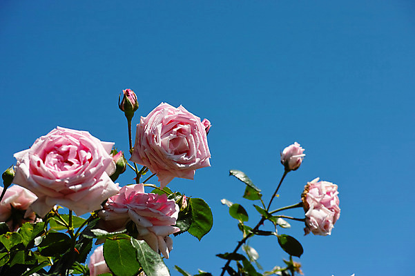 포토 JPG 주간 식물 꽃 분홍색 여러송이 하늘 사람없음 야외 장미 국내포토 자연요소 컬러 다수 파일형식